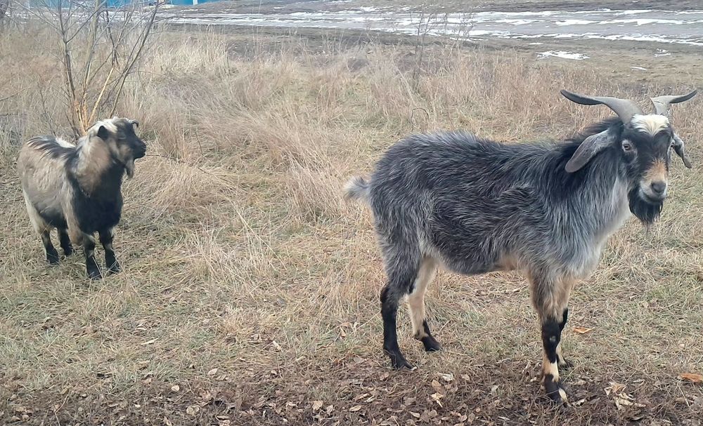 Продам двух козлов.