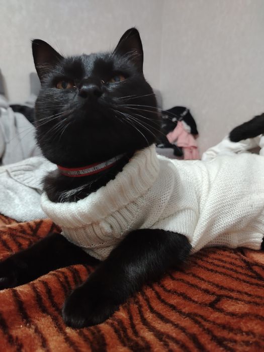 Ухоженный  кот бесплатно