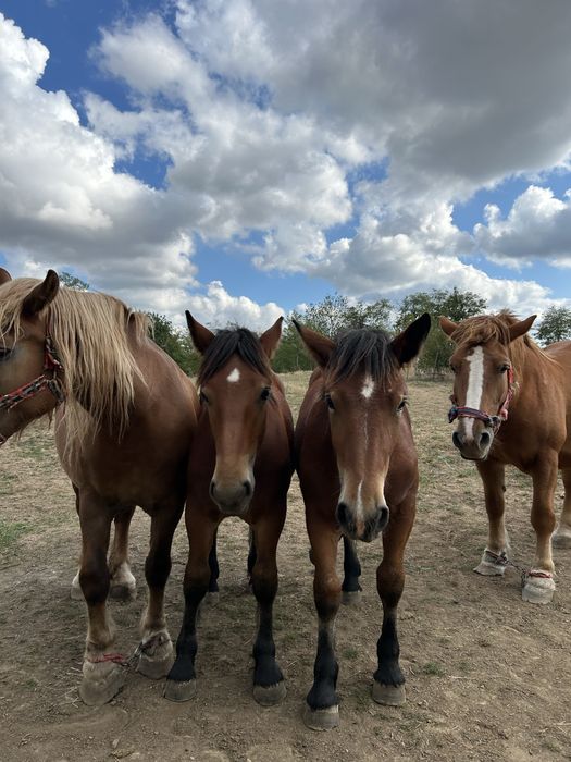 Vand o mânza si un mânz