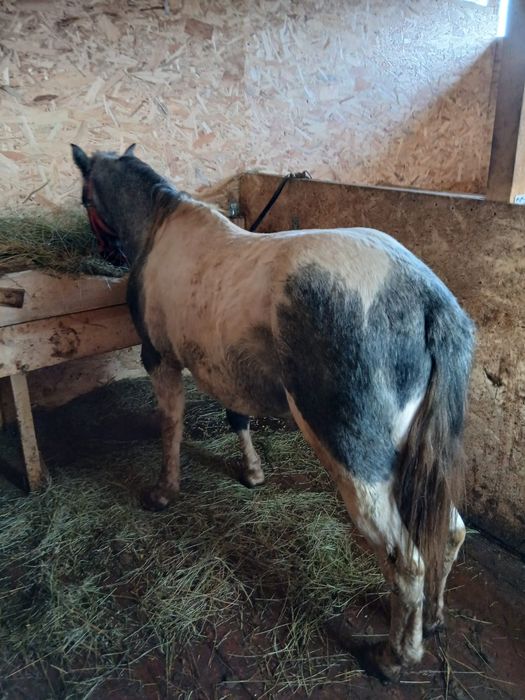 Mânz pinto bland/schimb