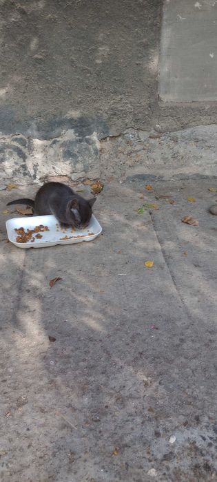 Котенца на два месеца търсят дом