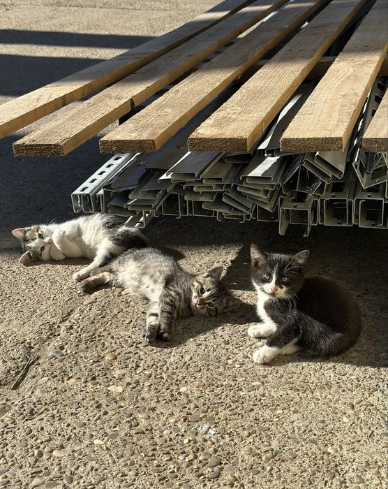 pisoi pentru adoptie