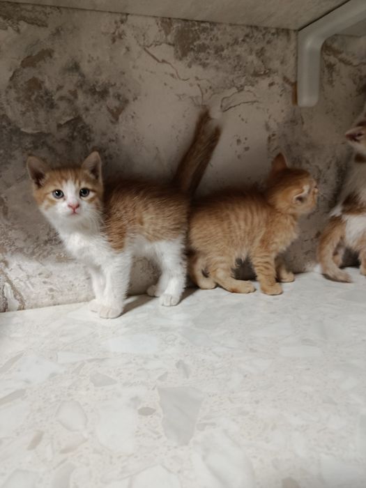 Продаются котята