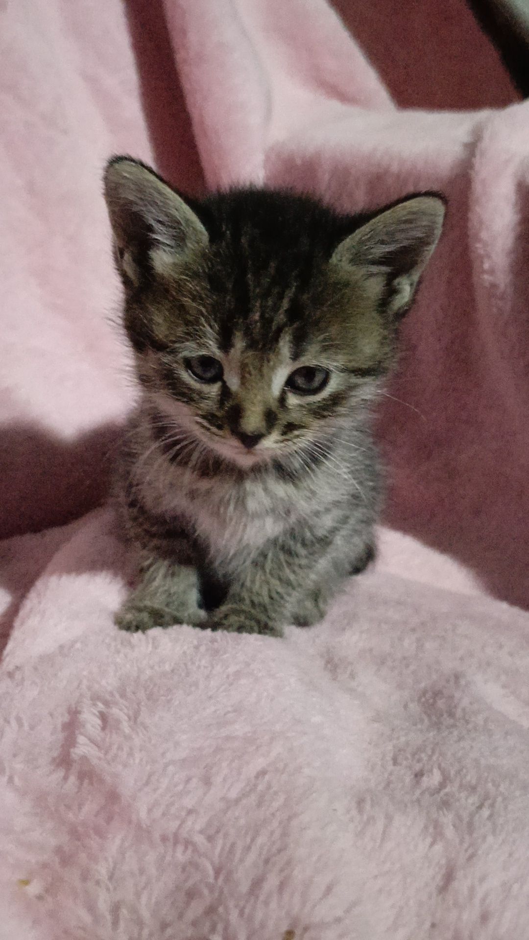 Котёнки вислоухий