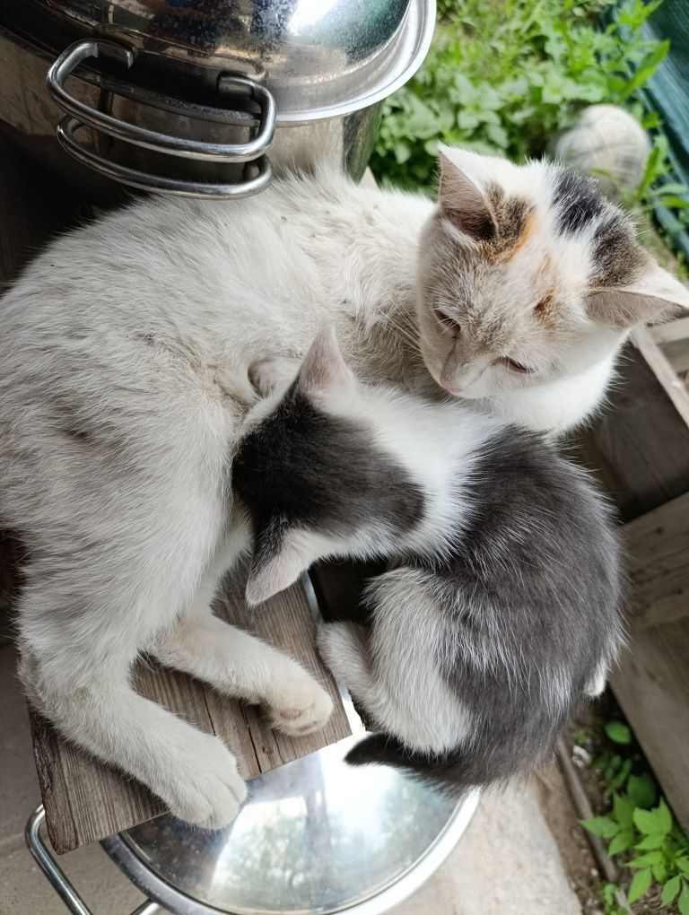 Отдам бесплатно котят мышаловов
