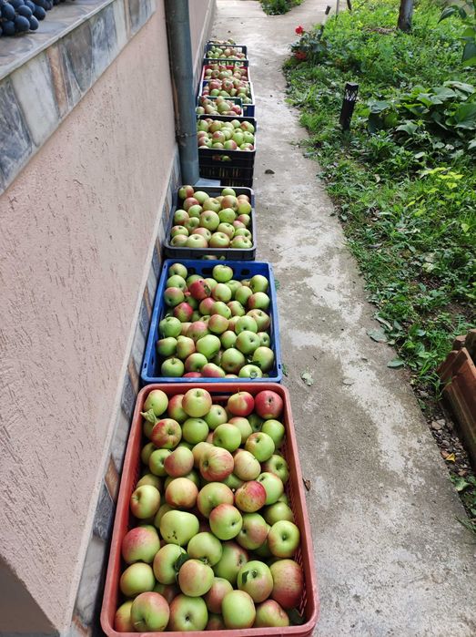 Продавам Кюстендилски ябълки