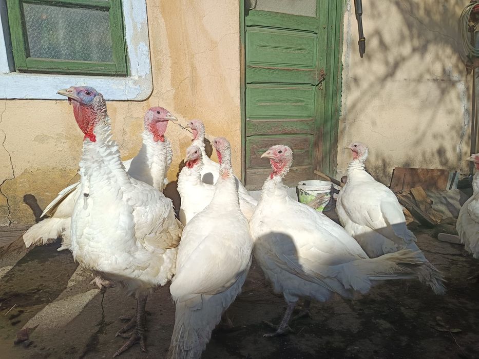Curcani de vanzare