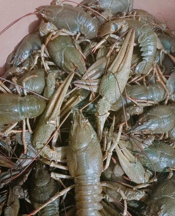 Раки раки раки раки