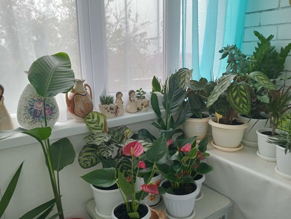 Красивые и Уютные Цветы в Ваш Дом