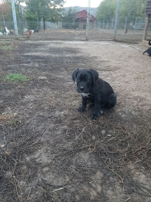 Cane corso negru