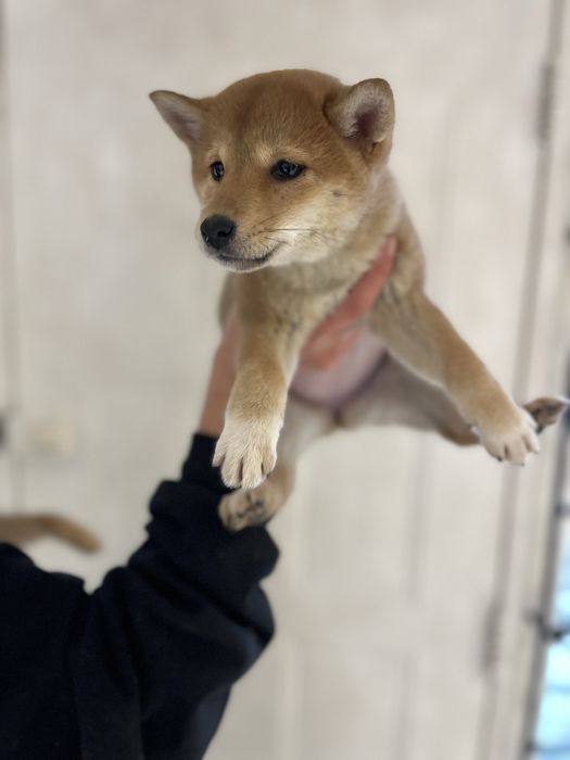 Shiba inu fetita