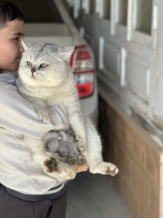 Britaskiy Seribristiy shinshilla