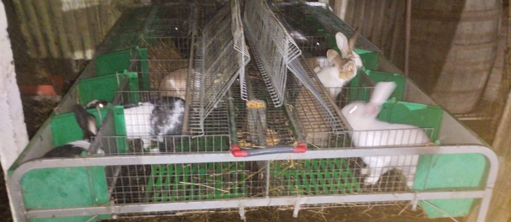 Vând cusca iepuri (modul)