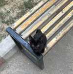 Котенок ищет новую семью