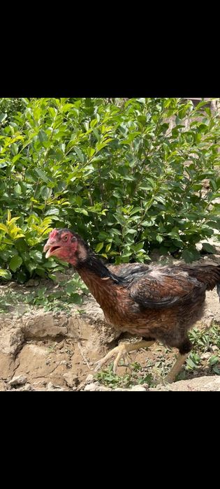 Дакен тауык сатылады тез арада