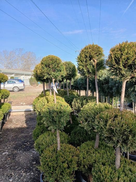 Plante ornamentale