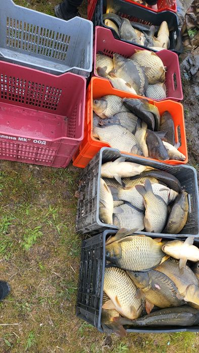 Продавам жива риба