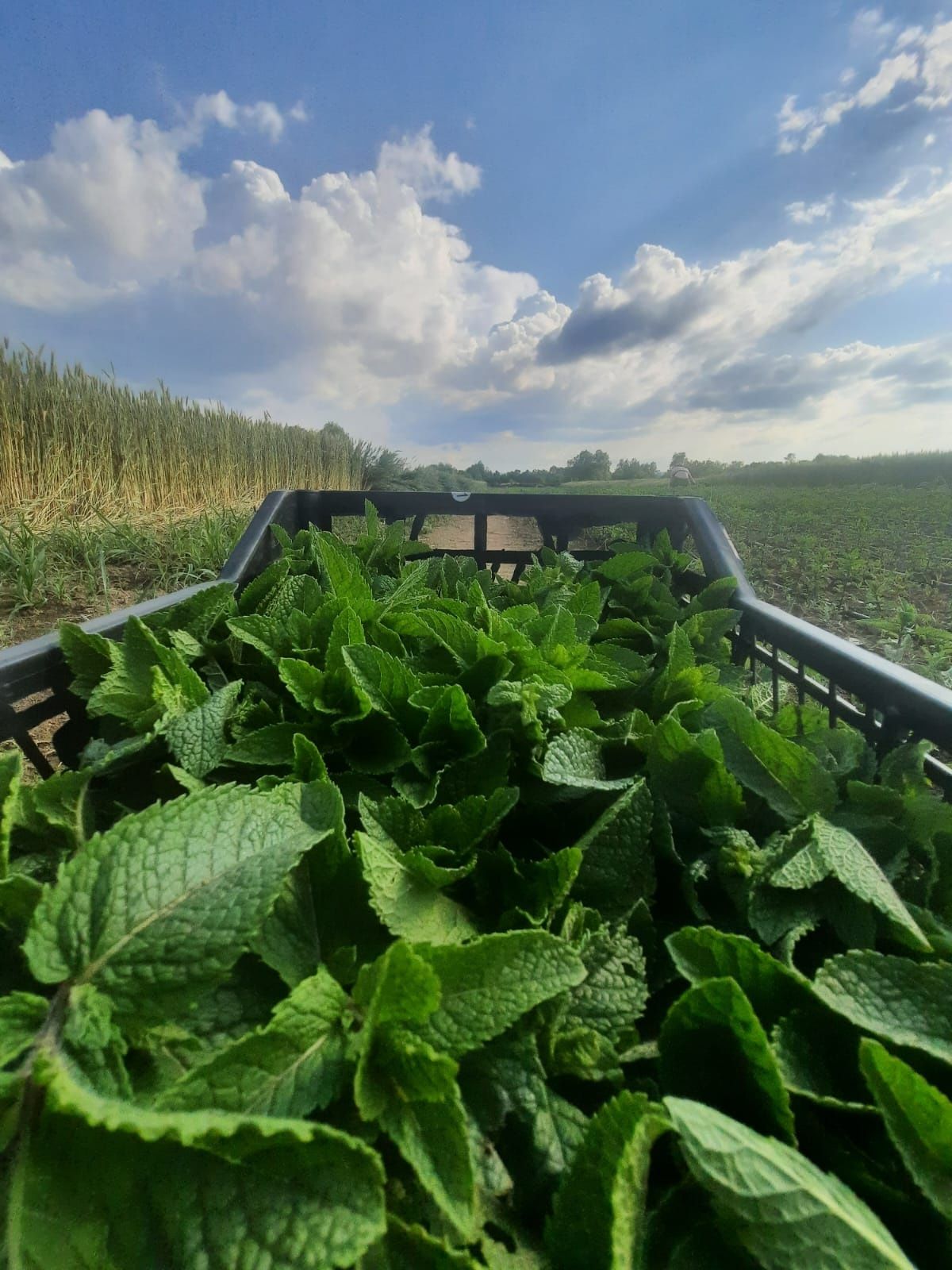 Menta olandeza proaspata