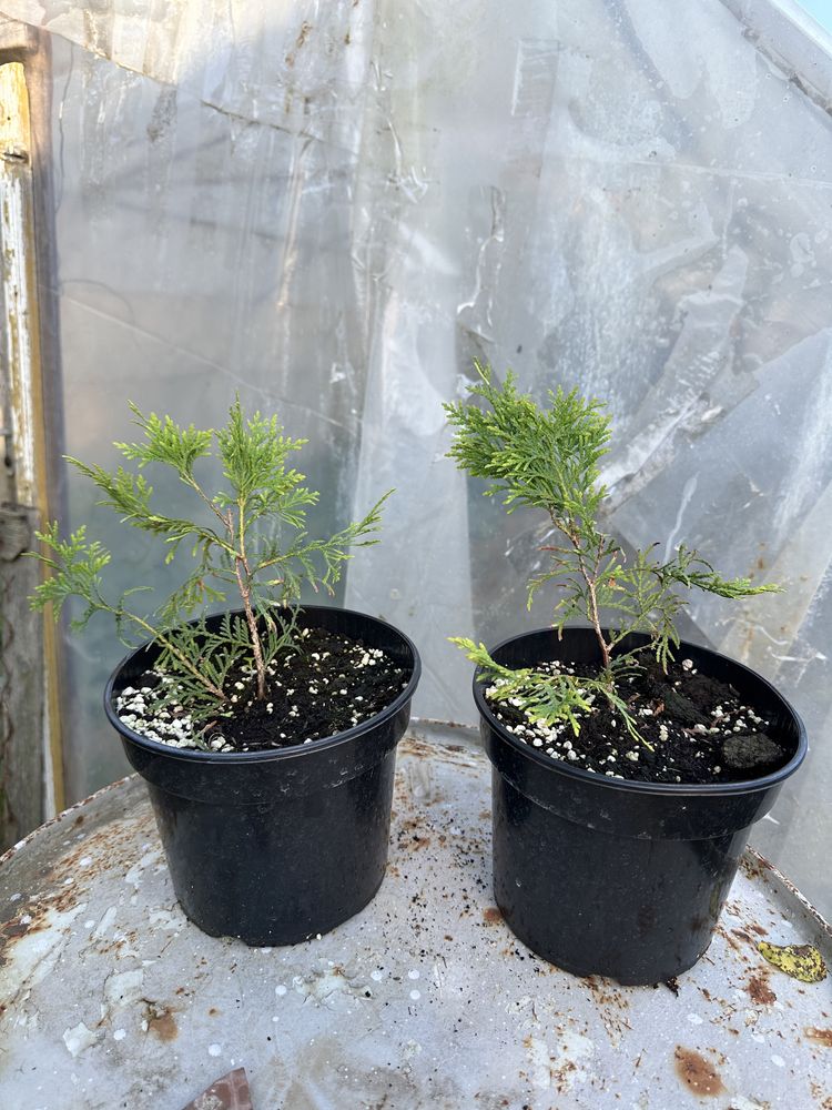 Tuia (thuja) smaragd / columnara/diferite plante ornamentale/ rasaduri
