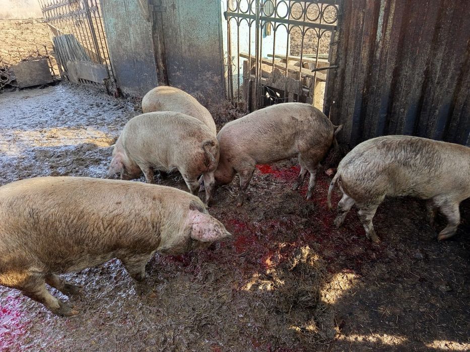 Поросята 5 месяцев