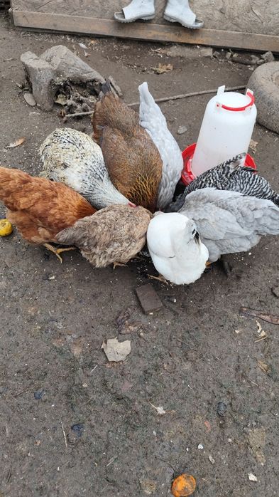 Продавам кокошки различни породи 18 броя, два петела и две пилета