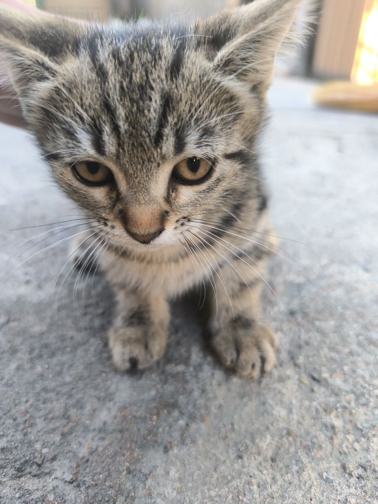 Продам кошку Девочка