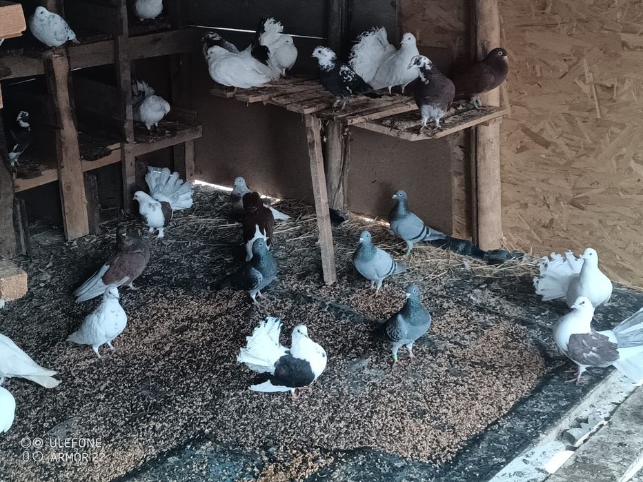 Vând porumbei diferite rase