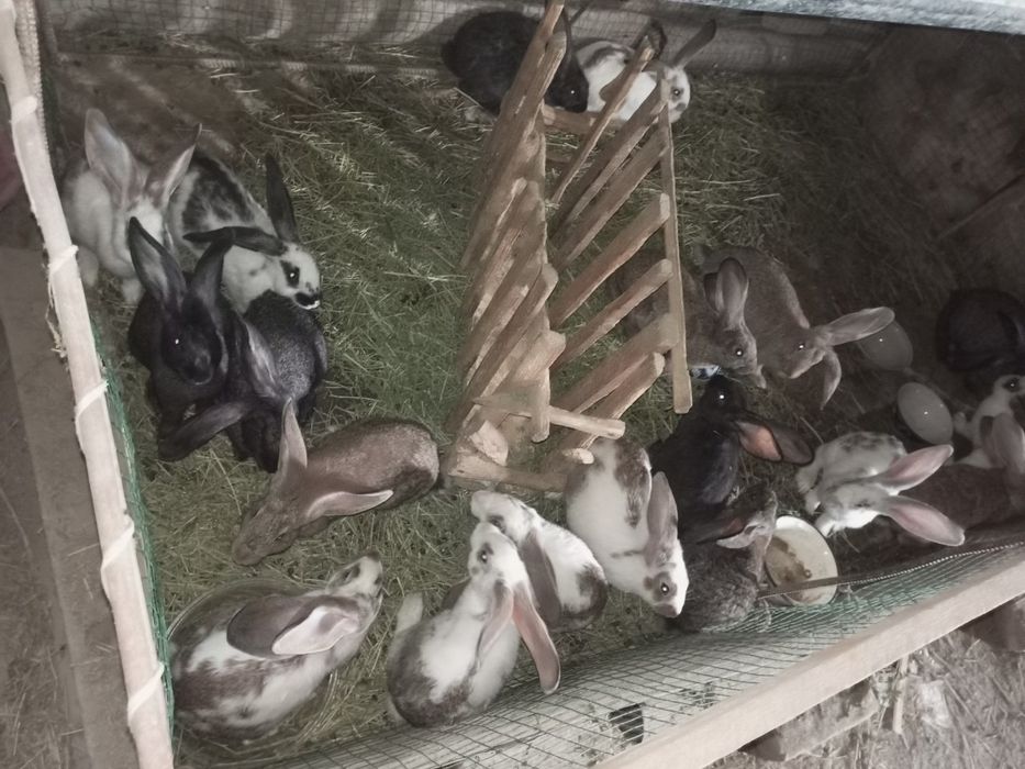 Зайка и зайки продажа