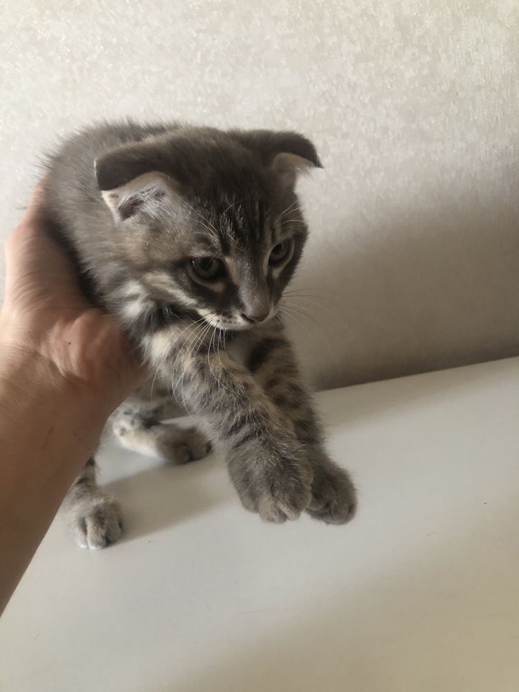 Котенок вислоухий