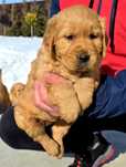 Golden retriever
