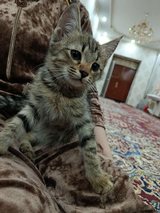 Uyda orgatilgan mushuk