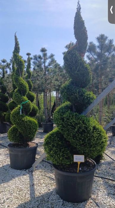 Plante ornamentale de diferite varietatii