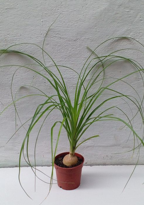 Нолины. Экзотическое растение с красивым стволом каудексом.