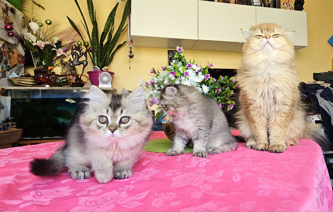 Дългокосмести златни котенца