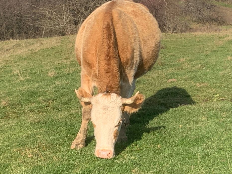 Vaci gestante de vânzare