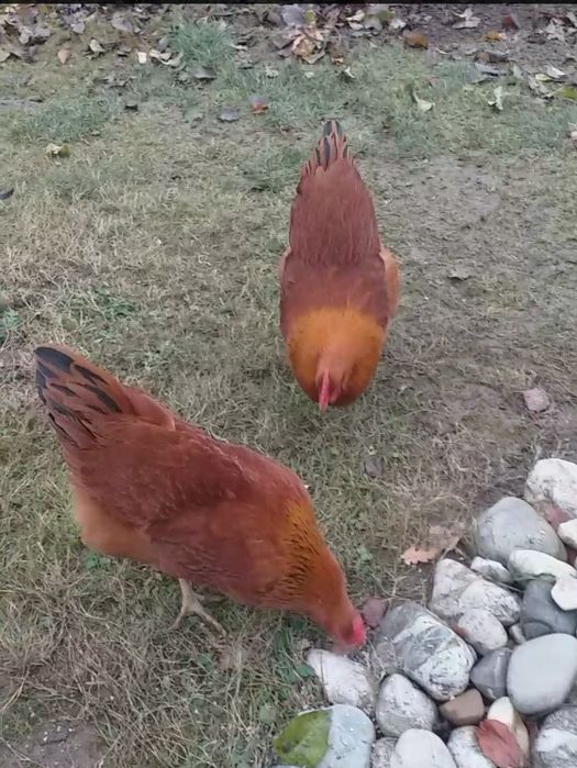 De vînzare New 9+cocoși .