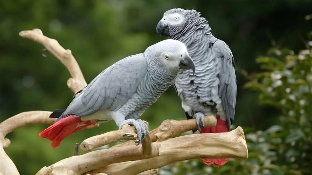 Попугай Жако готовая пара