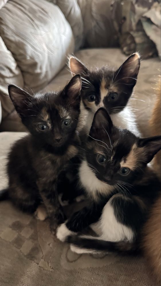 Котята в добрые руки