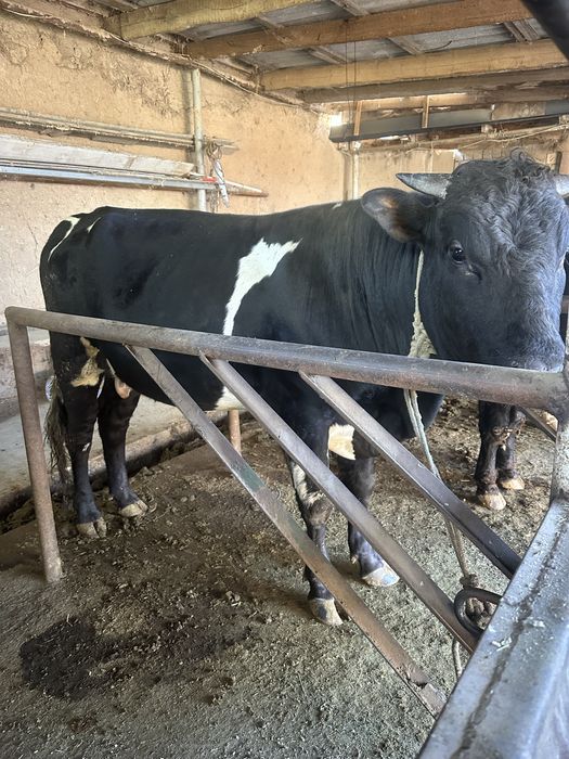 Buqa sotiladi 28 milyon kelishamiz yana