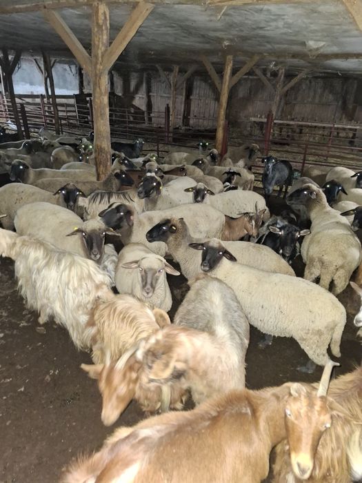 Vând oi și capre