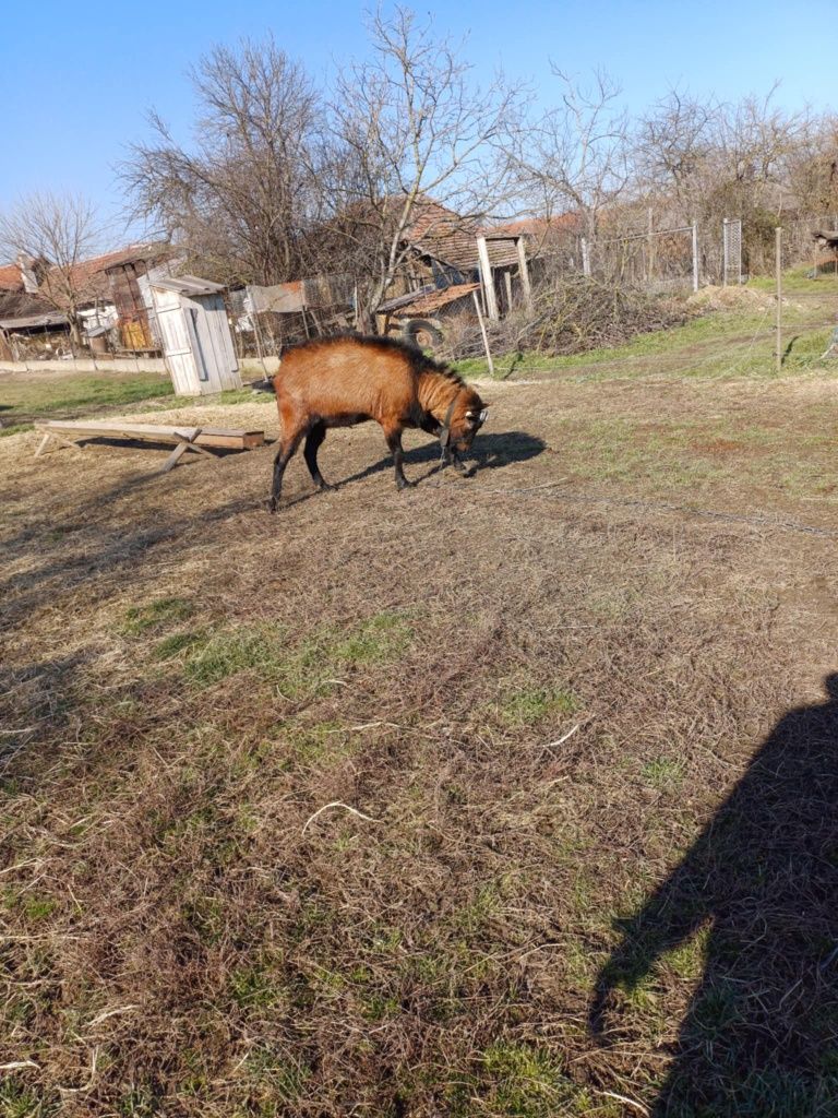 Vand sau schimb tap Alpin francez pentru monta