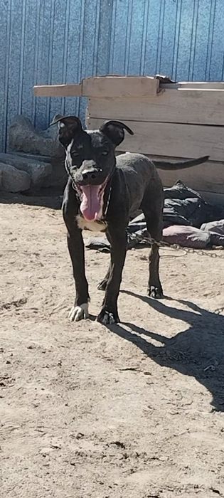 Питбуль кушик сатылады