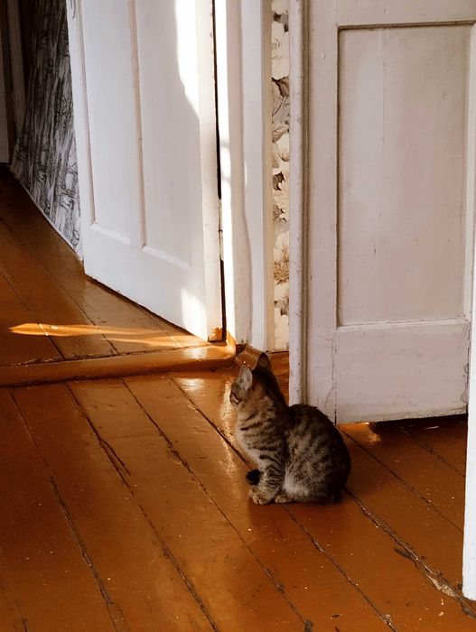 Шикарный котенок, мальчик в добрые руки , тигровый окрас