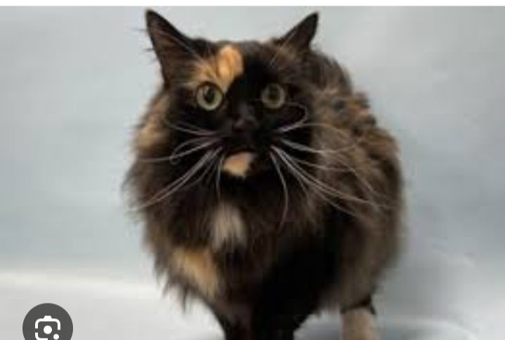 Zotli juddayam aqilli mushuk sotiladi