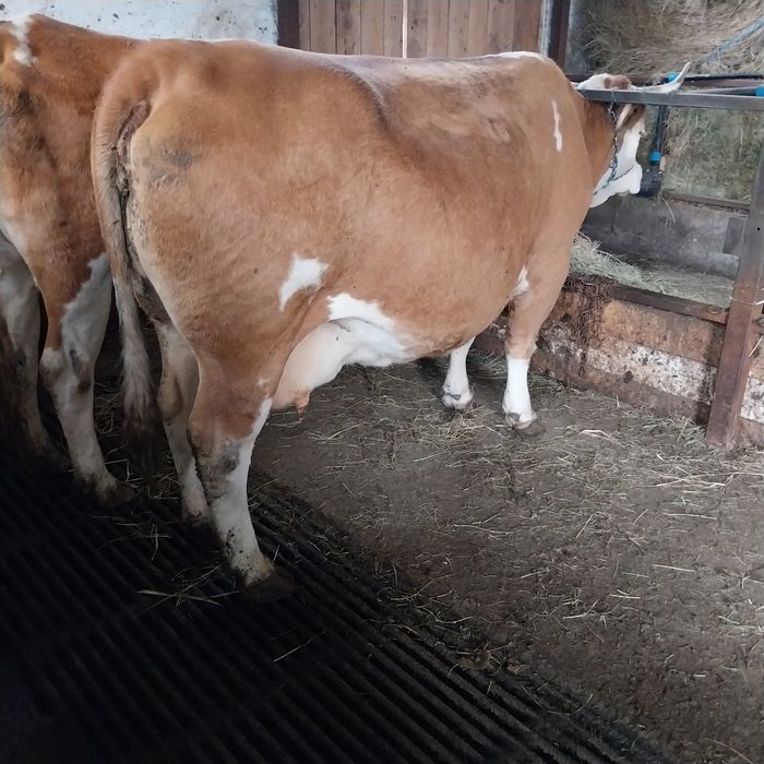 Vacă de vînzare acuma față a 4 oară