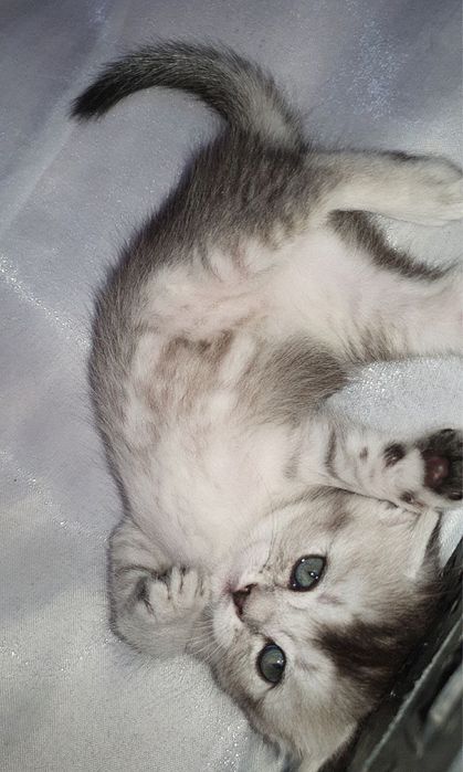 Котёнки серебрыстая шиншыла чысто кровные