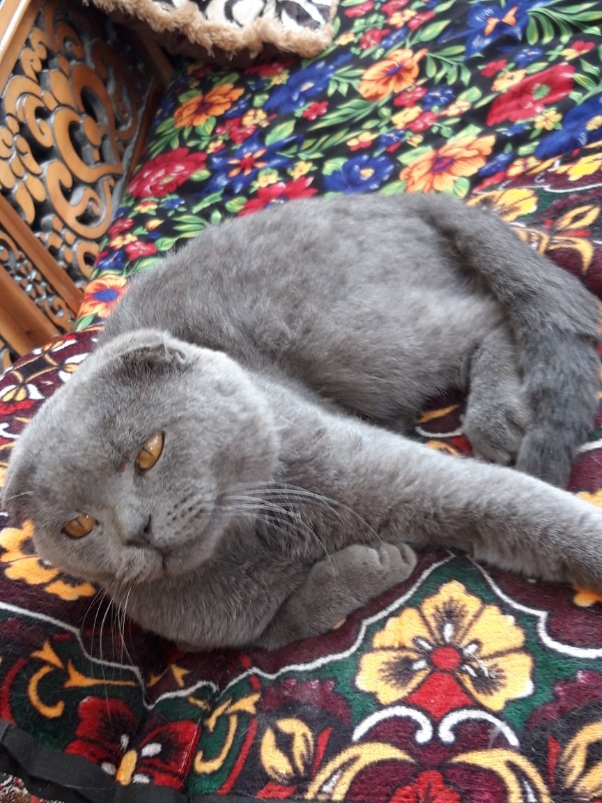 Mushuk sotiladi zotli