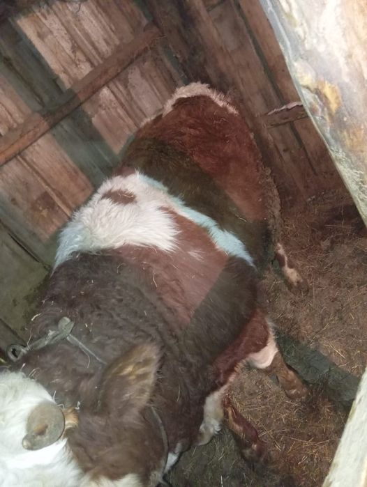 Продам бычков  подсосных годовалых