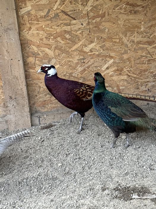 Fazani comuni perechi sau separat