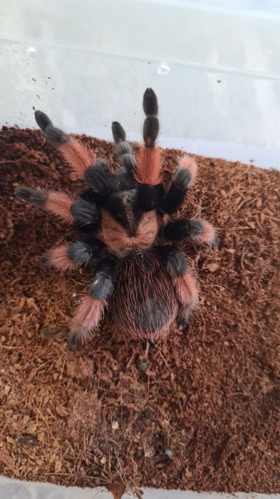 Tarantule de vânzare